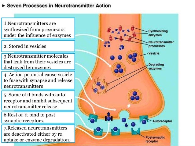 Neurotransmitter Receptors: Mechanisms of Action and Regulation